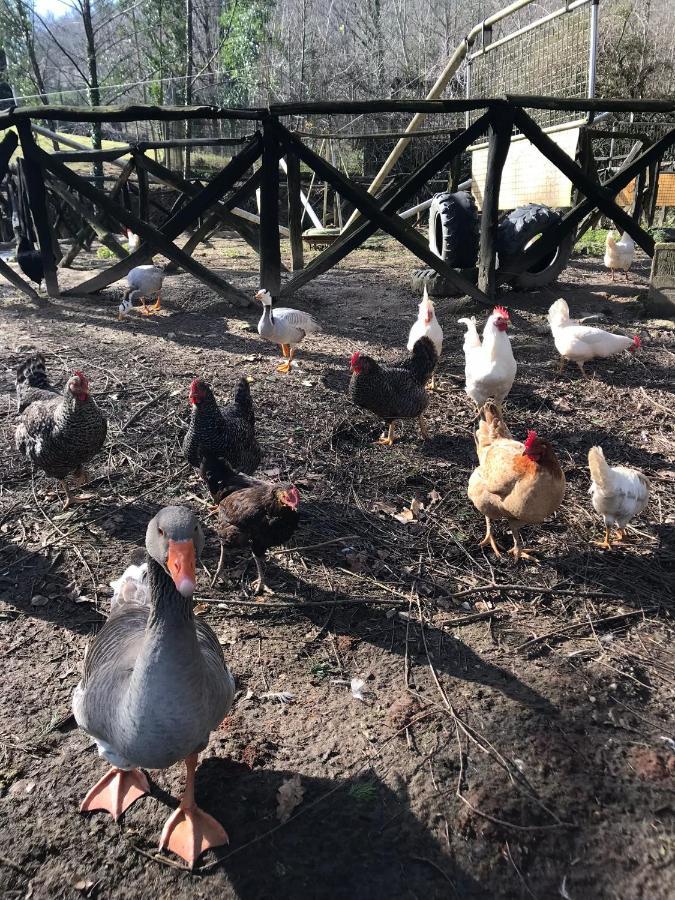 Agroturismo Anziola Oiartzun Eksteriør bilde
