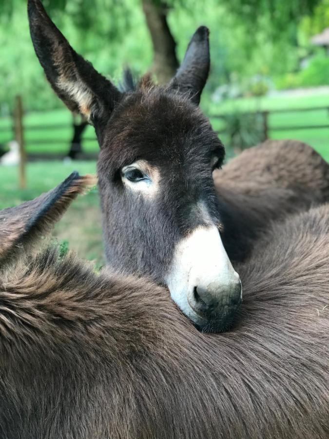 Agroturismo Anziola Oiartzun Eksteriør bilde